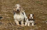 PTIT BASSET GRIFFON V.  037